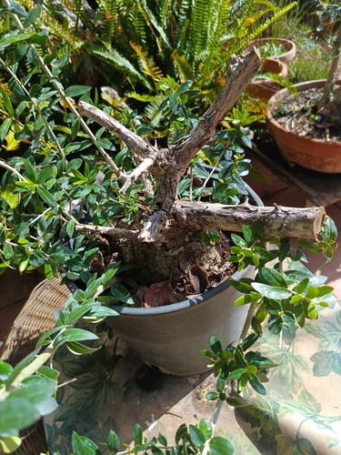 Pre bonsai olivastro - pre,
